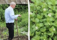 “Vectēva” metode, kā tikt vaļā no virzas starp dobēm: vairs neviena nezāle nepaliks