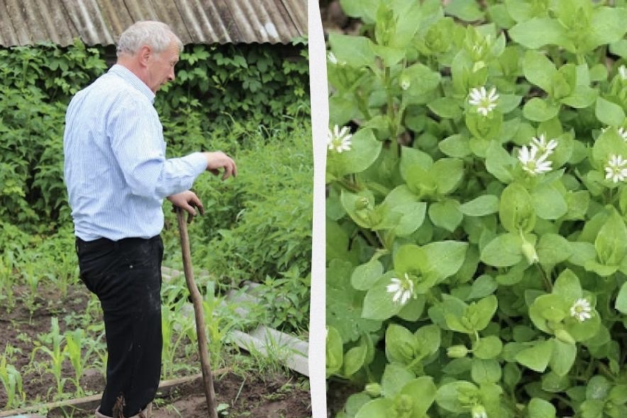 “Vectēva” metode, kā tikt vaļā no virzas starp dobēm: vairs neviena nezāle nepaliks