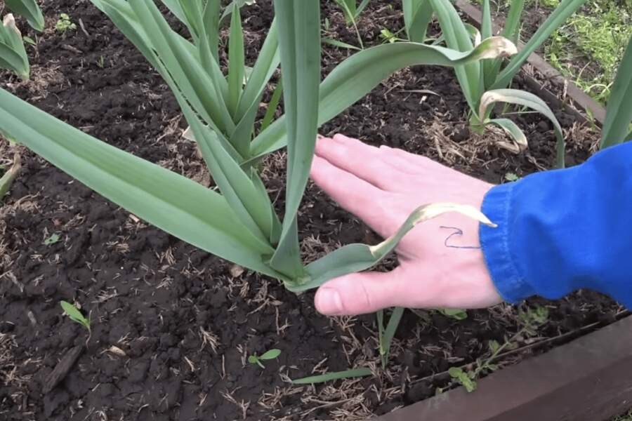 Ķiploki pēkšņi kļuvuši dzelteni un lapas ir novītušas: viena karote mēslojuma, kas pavasarī glābj ražu