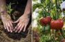 Viena karote katrā bedrītē: ko dārznieki pievieno tomātu stādīšanas laikā bagātīgai ražai