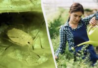 No laputīm nepaliks ne vēsts: lētākais un efektīvākais tautas līdzeklis pret kaitēkli