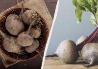 Šīs bietes ir labākas par visiem hibrīdiem: zemnieks nosaucis vienu šķirni, kas vienmēr izaug salda