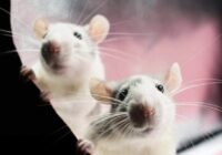 Žurkas necieš vienu parastu produktu: vienkāršs veids, kā “padzīt” grauzējus no mājas un dārza