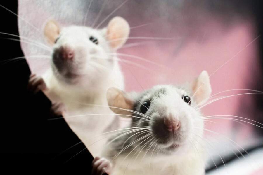 Žurkas necieš vienu parastu produktu: vienkāršs veids, kā “padzīt” grauzējus no mājas un dārza