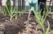 Ķiploku loki nedzeltēs un galviņas augs griezdamās: ar ko aprīlī nolaistīt dobes