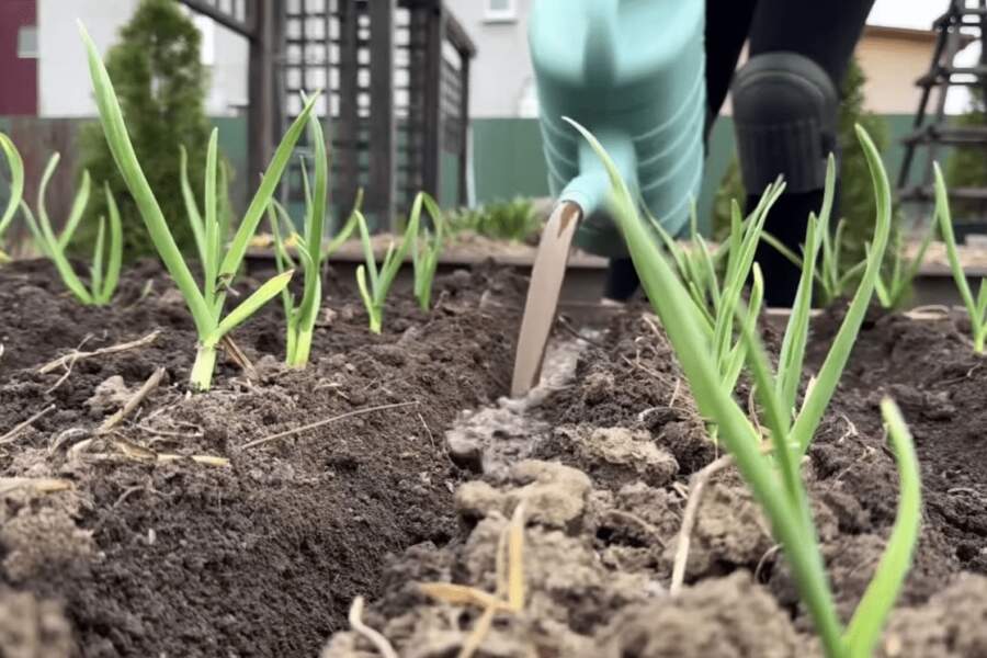 Ķiploku loki nedzeltēs un galviņas augs griezdamās: ar ko aprīlī nolaistīt dobes