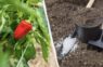 Paprika ieaugsies mazāk nekā nedēļas laikā un nepamanīs pārstādīšanu: viena vienkārša piedeva bedrītē, ko izmantoju gadiem
