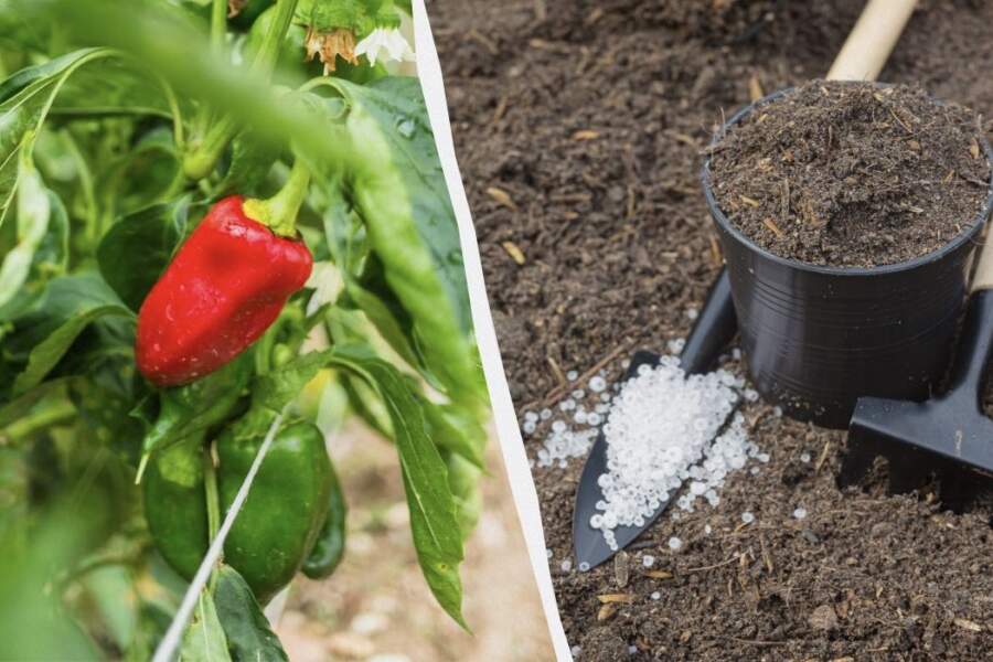 Paprika ieaugsies mazāk nekā nedēļas laikā un nepamanīs pārstādīšanu: viena vienkārša piedeva bedrītē, ko izmantoju gadiem
