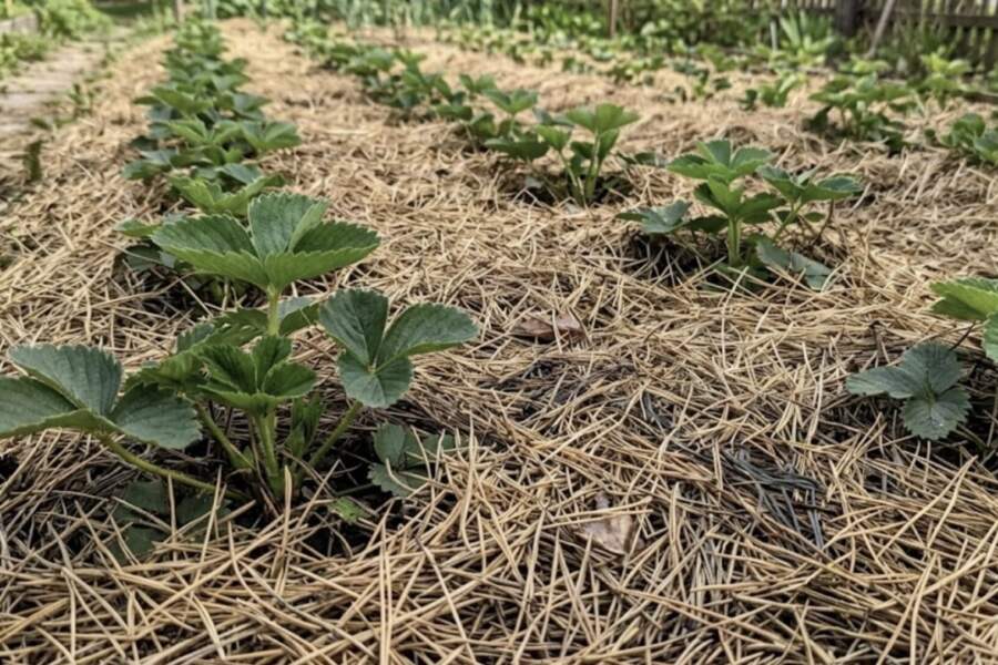 Priežu skujas zem zemenēm klāju nevis pret nezālēm, bet pavisam cita iemesla dēļ: tagad arī kaimiņi dara tāpat
