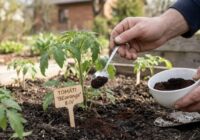 Tomāti aprīlī augs kupli un spēcīgi: pievienoju bedrītē vienu virtuves atlikumu, ko agrāk izmetu ārā