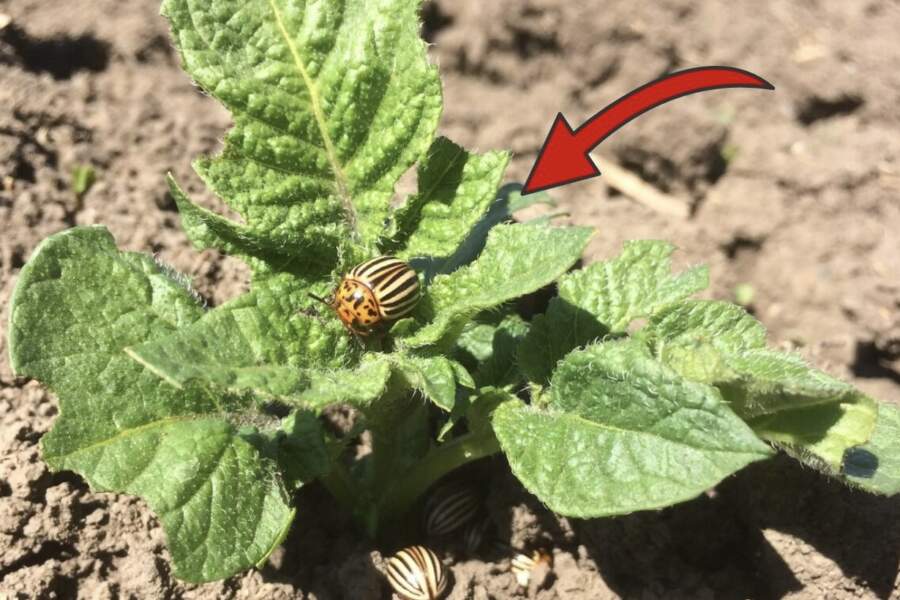 Kolorādo vabole pat tuvumā nerādīsies: ko es stādu blakus kartupeļiem, lai nebūtu jāraizējas par ražu