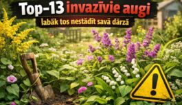 “Viņi tos iestāda un tad gadiem ilgi nevar no tiem atbrīvoties”: 13 populārākie invazīvie augi, no kuriem vislabāk izvairīties