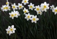Narcisēm tas tagad ir obligāti: 4 vienkārši darbi, lai tās ziedētu krāšņāk un ilgāk