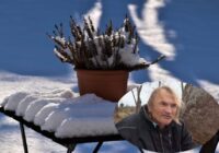 Vilis Bukšs par rītdienas Jurģiem: dabas zīmes brīdina par salnām un negaidītu cīruļputeni, kam sekos straujš karstums