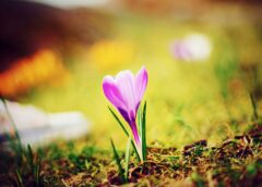 Sinoptiķi mainījuši laika prognozi aprīļa beigām un maija sākumam: “Pavasara aukstuma viļņi”