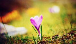 Sinoptiķi mainījuši laika prognozi aprīļa beigām un maija sākumam: “Pavasara aukstuma viļņi”