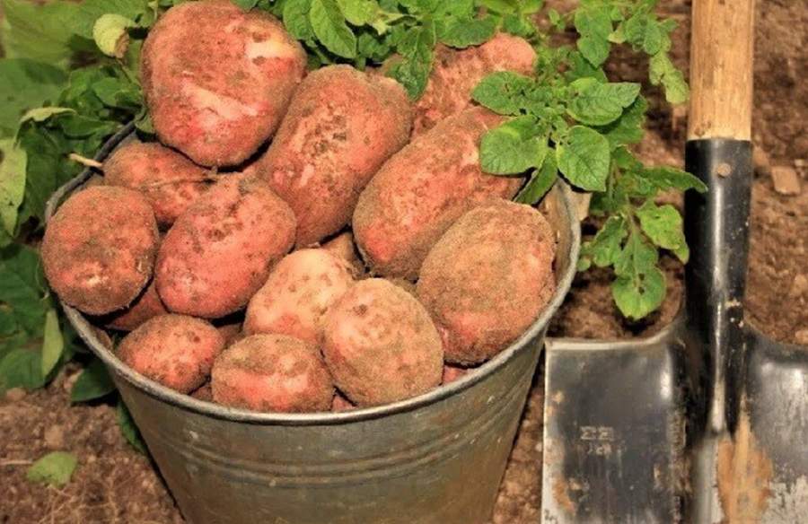 Tēvocis Vitālijs no Rēzeknes man iemācīja: ko liek bedrītēs pirms stādīšanas, lai kartupeļus rudenī es vāktu maisiem