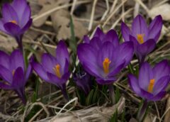 Sākot ar 20. aprīli, gaidāmas krasas laikapstākļu izmaiņas – šādas parādības fiksētas pirms vairākiem gadiem