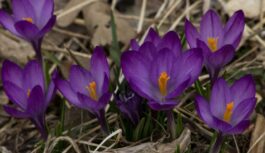 Sākot ar 20. aprīli, gaidāmas krasas laikapstākļu izmaiņas – šādas parādības fiksētas pirms vairākiem gadiem