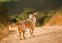 Negaidīts pavērsiens suņu īpašniekiem: pat mazs mīlulis somā var kļūt par iemeslu sodam