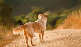 Negaidīts pavērsiens suņu īpašniekiem: pat mazs mīlulis somā var kļūt par iemeslu sodam
