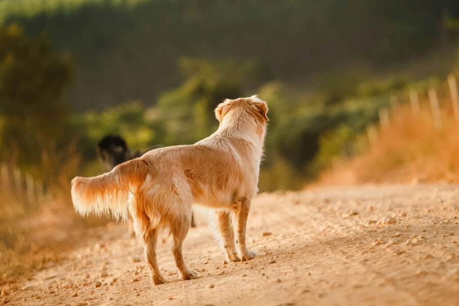 Negaidīts pavērsiens suņu īpašniekiem: pat mazs mīlulis somā var kļūt par iemeslu sodam