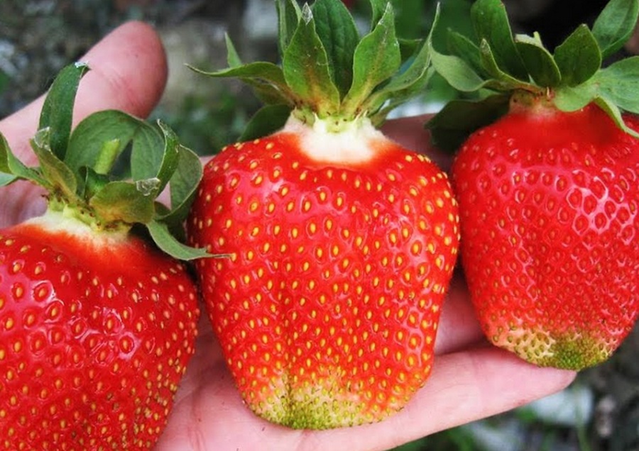 Dārzniece Rasma parādīja, ko kaisa zemenēs pirms ziedēšanas: tagad ogas lasu lielos spaiņos