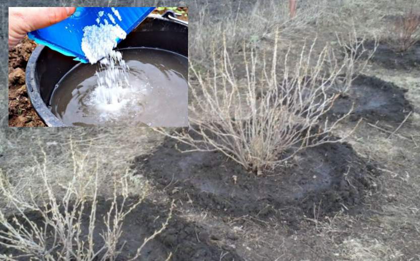 Upeņu un jāņogu pavasara barošana notiek divos posmos; arī ērkšķogas baroju pēc tās pašas shēmas