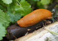 Šajā sezonā cīņa ar spāņu kailgliemežiem būs nopietnāka un nebūs tikai privātīpašnieku problēma