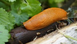 Šajā sezonā cīņa ar spāņu kailgliemežiem būs nopietnāka un nebūs tikai privātīpašnieku problēma