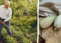 Dārznieks Edgars man parādīja, ko stādīt blakus kabačiem: Tagad ražu vairs nevaru ne apēst, ne izdāļāt