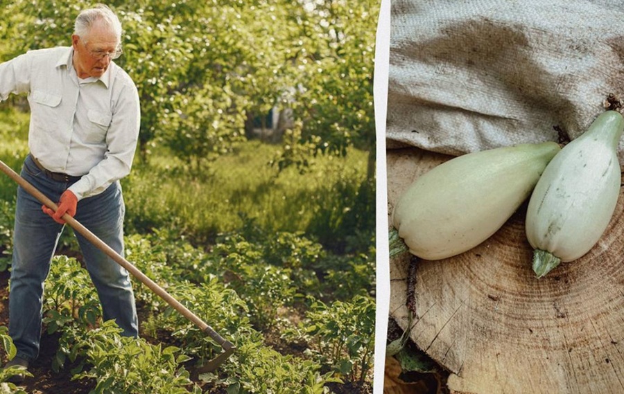 Dārznieks Edgars man parādīja, ko stādīt blakus kabačiem: Tagad ražu vairs nevaru ne apēst, ne izdāļāt