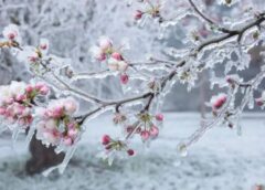 Pavasara siltums atkāpjas: sinoptiķi krasi mainījuši maija prognozi – ko sagaidīsim