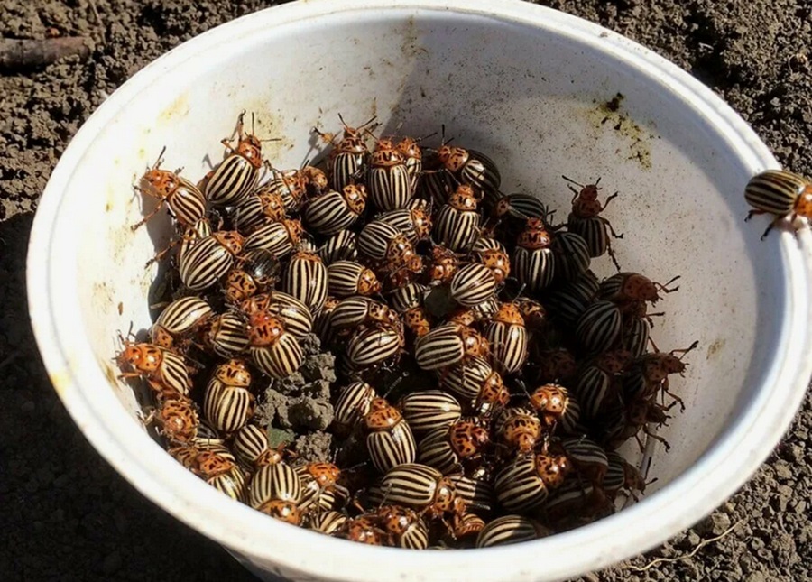 Kaimiņiene Ausma man parādīja, kā viņa tiek galā ar Kolorādo vabolēm bez veikalā pirktas ķīmijas. Izmēģināju arī es