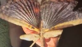 Austrālijas mežos atklāts dabas brīnums: milzu kukainis golfa bumbiņas svarā Austrālijas mežos atklāts dabas brīnums: milzu kukainis golfa bumbiņas svarā