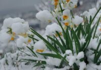 Diemžēl nākamnedēļ Latvijā laikapstākļi mūs vairs nelutinās: gaidāms arī sniegs