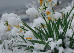 Diemžēl nākamnedēļ Latvijā laikapstākļi mūs vairs nelutinās: gaidāms arī sniegs