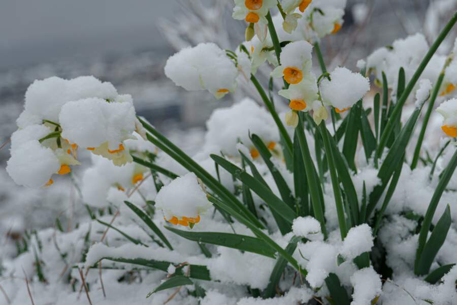 Diemžēl nākamnedēļ Latvijā laikapstākļi mūs vairs nelutinās: gaidāms arī sniegs