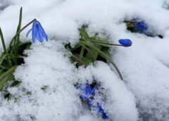Meteorologi skaidro, ka drīzumā pavasaris parādīs savus “zobiņus”: vairāk būs jūtams uz nedēļas vidu