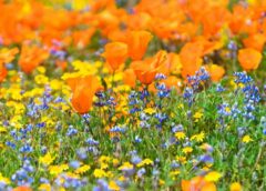 Lielā piektdiena un Klusā sestdiena: meteorologi atklāj vai būs vajadzīgs lietussargs