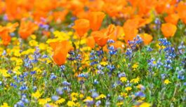 Lielā piektdiena un Klusā sestdiena: meteorologi atklāj vai būs vajadzīgs lietussargs