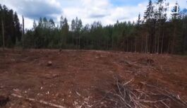 Strīdi par Latvijas mežiem: vai tiešām jāsāk cirst jaunāki koki?