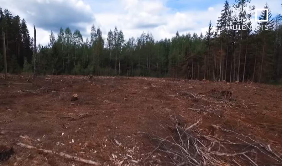 Strīdi par Latvijas mežiem: vai tiešām jāsāk cirst jaunāki koki?