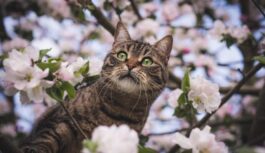 Zvaigžņu izredzētie: Tamāra Globa nosauc zodiaka zīmes, kurām 2026. gada aprīlī veiksies visā