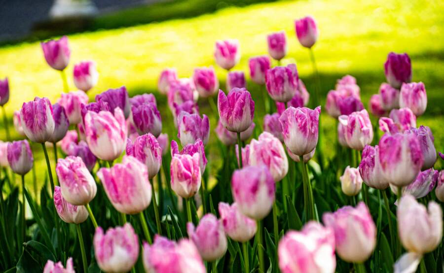 Rozā pavasara tulpes