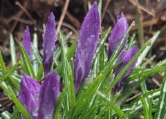 Sinoptiķi atklāj ko Latvijā sagaidīsim tuvākajā laikā: “Jau drīz jutīsim vasaras elpu”