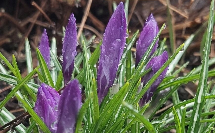 Sinoptiķi atklāj ko Latvijā sagaidīsim tuvākajā laikā: “Jau drīz jutīsim vasaras elpu”