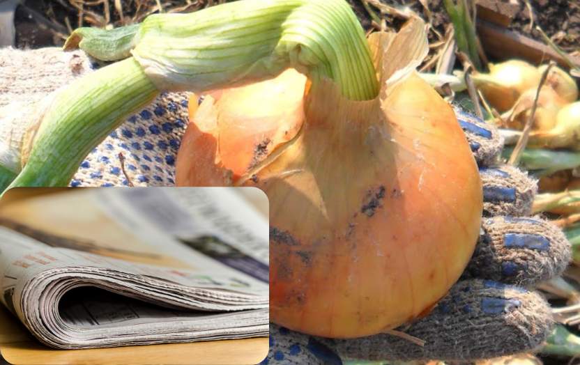 Sīpolus vairs nestādu bez avīzēm – tie izaug lielāki par āboliem un bez brīnum mēslojuma