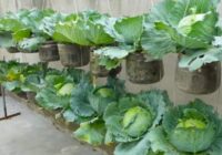 Kaimiņš Viesturs man iemācīja: Kā izaudzēt izcilus kāpostus bez ravēšanas un liekas locīšanās