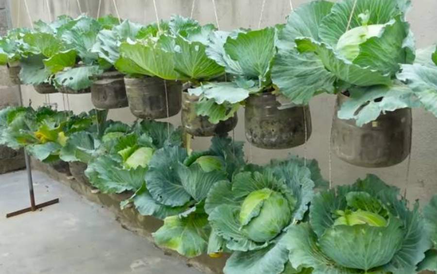 Kaimiņš Viesturs man iemācīja: Kā izaudzēt izcilus kāpostus bez ravēšanas un liekas locīšanās